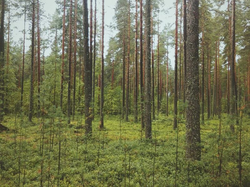 seed-image-8